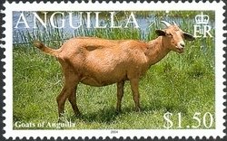 Colnect-1353-214-Domestic-Goat-Capra-aegagrus-hircus.jpg