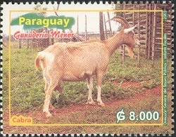 Colnect-1707-876-Domestic-Goat-Capra-aegagrus-hircus.jpg
