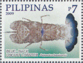 Colnect-2855-490-Blue-Back-Locust-Lobster-nbsp-Petrarctus-brevicomis.jpg