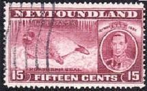 Colnect-920-027-Harp-Seal-Phoca-groenlandica---juvenile.jpg