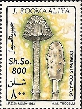 Colnect-3808-665-Tuft-of-ink-cap-mushrooms.jpg
