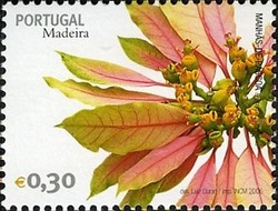 Colnect-546-315-Madeira-Flowers-Poinsettia-Euphorbia-pulcherrima.jpg