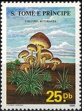 Colnect-2918-557-Collybia-butyracea.jpg