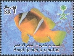 Colnect-1729-818-Twoband-Anemonefish-Amphiprion-bicinctus.jpg