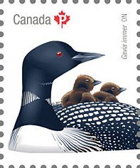 Colnect-4228-593-Common-Loon-Gavia-immer.jpg