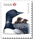 Colnect-4228-598-Common-Loon-Gavia-immer.jpg