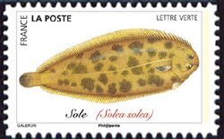 Colnect-5639-648-Common-Sole-Solea-solea.jpg