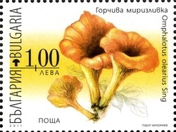 Colnect-1389-985-Poisonous-Mushrooms---Omaphalotus-olearis-Sing.jpg
