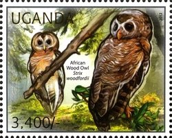 Colnect-1716-936-African-Wood-Owl-Strix-woodfordii.jpg