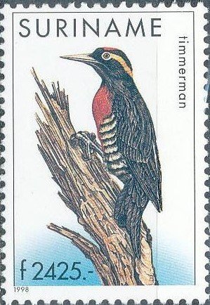 Colnect-2072-626-Yellow-tufted-Woodpecker-Melanerpes-cruentatus.jpg