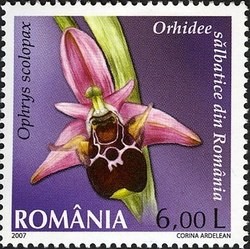 Colnect-761-910-Ophrys-scolopax.jpg