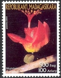 Colnect-1458-373-Megistostegium-microphyllum.jpg