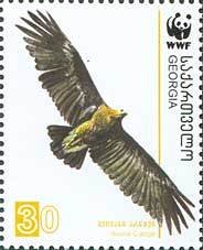 Colnect-1109-162-Greater-Spotted-Eagle%C2%A0Aquila-clanga.jpg