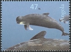 Colnect-1308-855-Long-finned-Pilot-Whale-Globicephala-melaena--.jpg