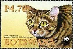 Colnect-1424-530-Black-footed-cat-Felis-nigripes.jpg