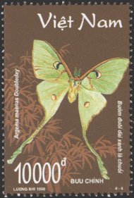 Colnect-1656-123-Moth-Argema-maenas.jpg
