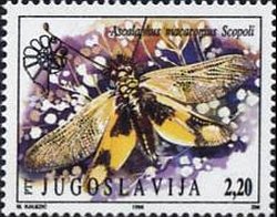Colnect-875-625-Greek-Owl-Moth-Ascalaphus-nacarinius.jpg