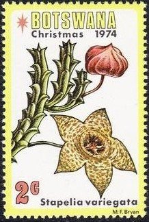 Colnect-1753-411-Star-Flower-Stapelia-vanegata.jpg