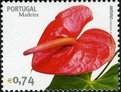 Colnect-546-318-Madeira-Flowers-Anthurium-andreanum.jpg