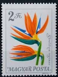 Colnect-578-792-Crane-Flower-Strelizia-reginae.jpg