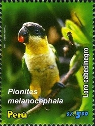 Colnect-1584-584-Black-headed-Parrot-Pionites-melanocephala.jpg