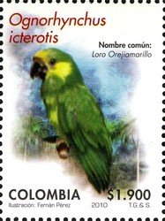 Colnect-1701-415-Yellow-eared-Parrot-Ognorhynchus-icterotis.jpg