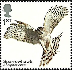 Colnect-5719-432-Eurasian-Sparrowhawk-Accipiter-nisus.jpg