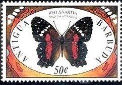 Colnect-1832-106-Scarlet-Peacock-Anartia-amathea.jpg