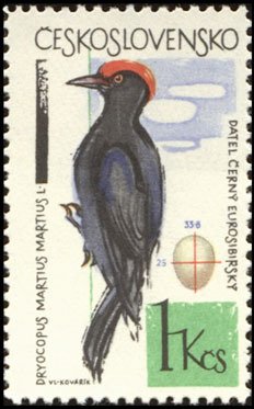 Colnect-441-048-Black-Woodpecker-Dryocopus-martius.jpg
