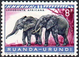 Colnect-964-500-African-Elephants-Loxodonta-africana.jpg
