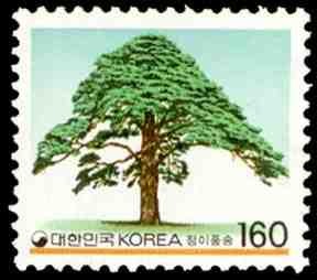 Colnect-2683-339-Pinus-koraiensis.jpg