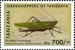 Colnect-1696-304-Edible-Grasshopper-Homorochoryphus-nitidulus.jpg