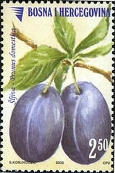 Colnect-1861-547-Prunus-Domestica.jpg