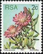 Water-sugarbush-Protea-punctata.jpg