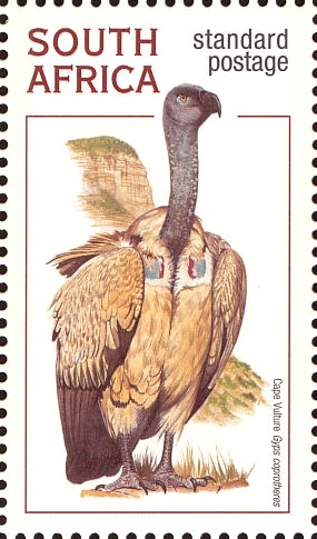 Cape-Vulture-Gyps-coprotheres.jpg