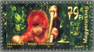 Colnect-610-711-Bornean-Orangutan-Pongo-pygmaeus.jpg