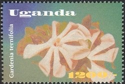Colnect-1714-472-Gardenia-ternifolia.jpg