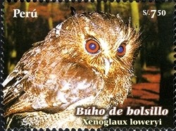 Colnect-1591-503-Lond-whiskered-Owlet-Xenoglaux-loweryi.jpg