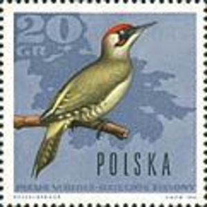 Colnect-355-645-Green-Woodpecker.jpg