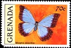 Colnect-2172-465-Butterfly-Morpho-anaxibia.jpg