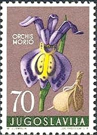 Colnect-1016-967-Orchis-morio---Green-winged-Orchid.jpg