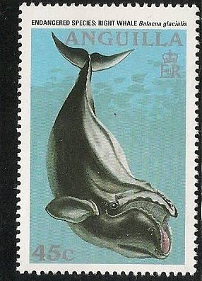 Colnect-1573-036-North-Atlantic-Right-Whale-Eubalaena-glacialis.jpg