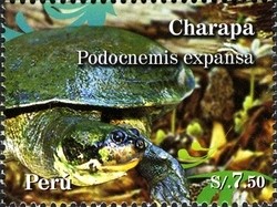 Colnect-1594-943-Giant-South-American-Turtle-Podocnemis-expansa.jpg