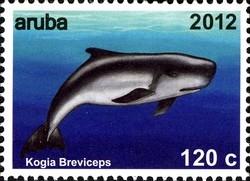 Colnect-1622-500-Pygmy-Sperm-Whale-Kogia-breviceps.jpg