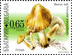 Colnect-1389-986-Poisonous-Mushrooms---Inocybe-patouillardii.jpg