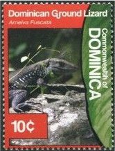 Colnect-3292-721-Dominican-Ground-Lizard-Ameiva-fuscata.jpg