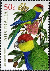 Colnect-471-223-Red-capped-Parrot-Purpureicephalus-spurius.jpg