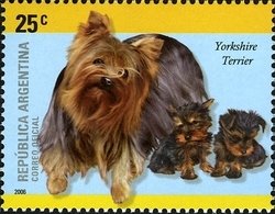 Colnect-1261-501-Yorkshire-Terrier-Canis-lupus-familiaris.jpg