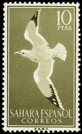 Colnect-1397-853-European-Herring-Gull-Larus-argentatus.jpg