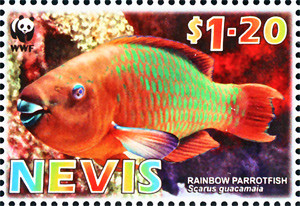 Colnect-1646-452-Rainbow-Parrotfish-Scarus-guacamaia.jpg